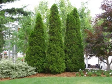 American Arborvitae, White cedar, Thuja occidentalis, Tree Seeds (Evergreen)