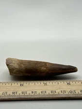 Spinosaurus 3.25” TOOTH  Teeth Dinosaur Fossil before T Rex Cretaceous SC 149
