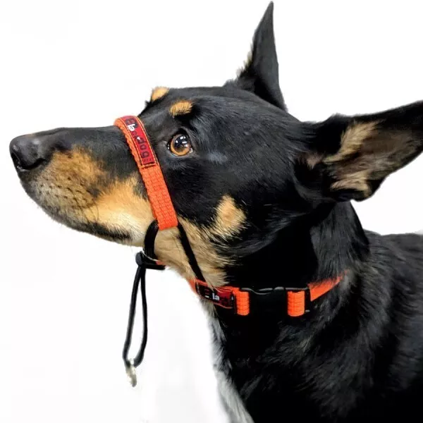 BlackDog Wear Black Dog Training Halter Mini Xlarge 6 Colours