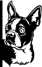 BOSTON TERRIER Aufkleber - Autoaufkleber - sticker - Boston Terrier Kopf #34