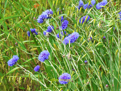 Photo 6x4 Cornflowers and oats, Westmill Wind Farm, Watchfield One of a f c2010