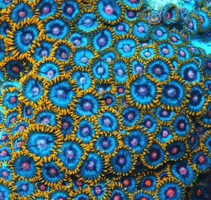 GWC Blue Magic Zoa Frag Zoanthids LPS SPS Corals, 5 Polyps