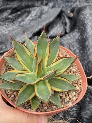 Agave 'burnt burgundy' variegated Raresucculent plant agave | eBay
