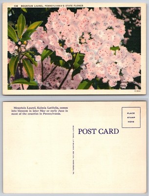Mountain Laurel Pennsylvania State Flower Postcard