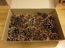 40 Pine Cones 4-7 for Table Display Christmas & Crafts