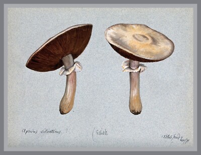 13489.Wall Decor Poster.Room Interior art home design.Mushrooms.Kitchen.Chef