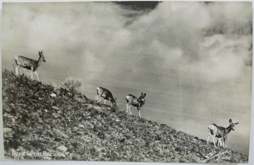 LOTE DE 5 POSTALES DE CIERVO, ELK PAGOSA SPRINGS COLORADO ROCKIES REAL SANBORN #033 - Imagen 6 de 13