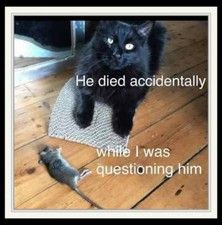Funny Cat  refrigerator magnet 3 1/2 x 3 1/2"