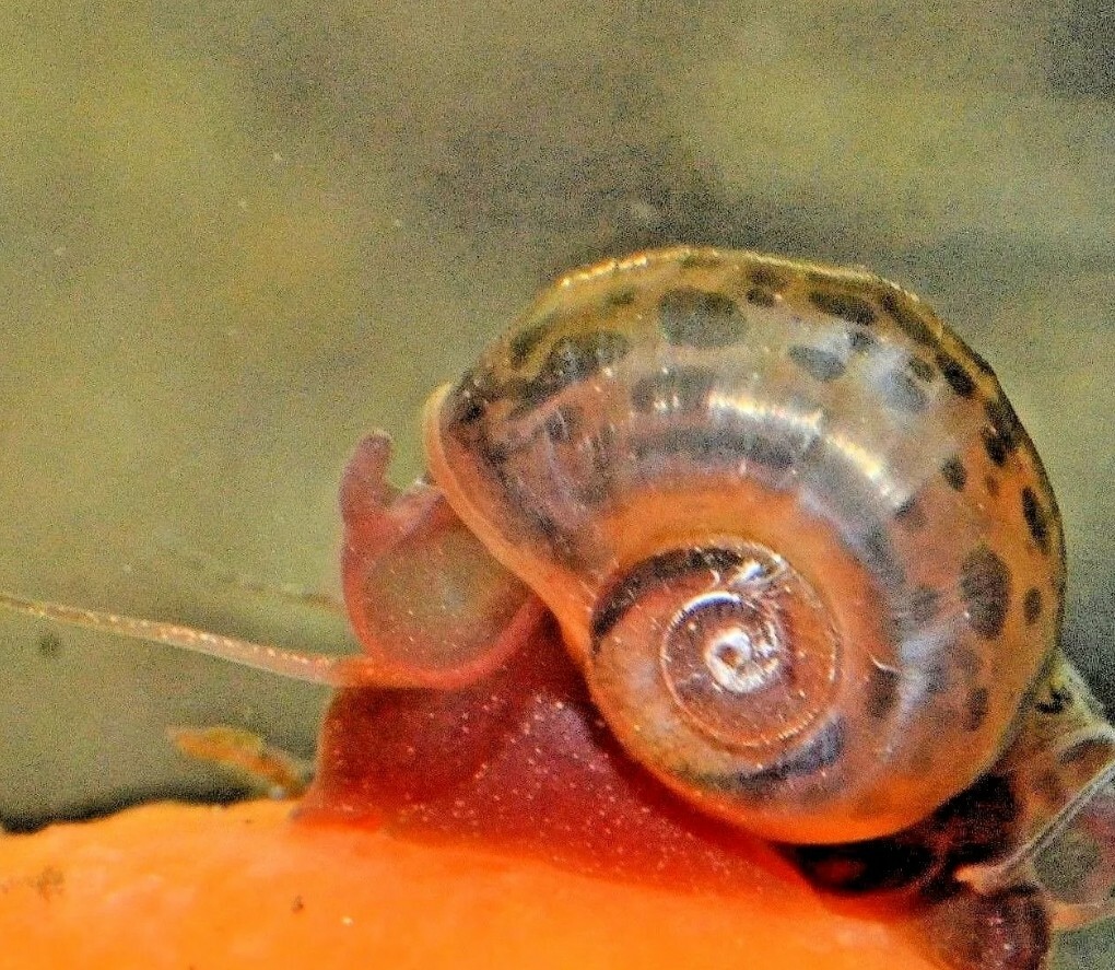 🔥SALE🔥 5 Rare Brown Spotty Ramshorn Snails Aquarium Snails, Algae Eater 🐌 eBay