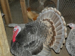 18 PATRIOT TURKEY HATCHING EGGS. ( RARE)