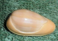 Special Collection Sale BL RFM 79835 Marginella Cryptospira mabellae Mel. & Stan