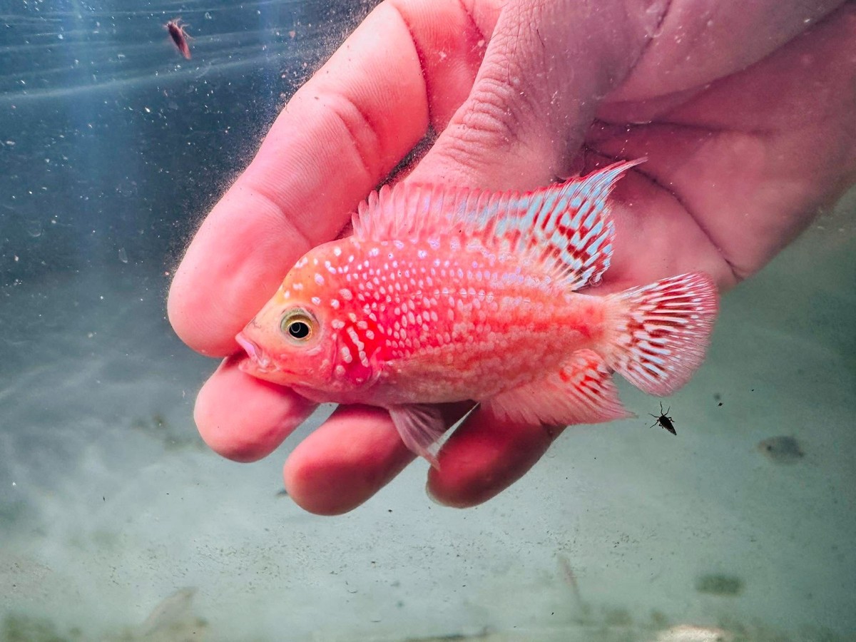 Kamfa F2 Golden Base GB Full Peeled Flowerhorn Small Size 5 cm