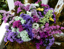 Dried Statice Sinuata Pink, White, Purple Mix 20+ Stems Wildflowers Weddings