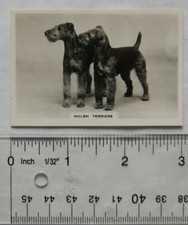 1939 Senior Service Dogs No. 47 Welsh Terriers