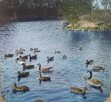 Canada Geese And Mallards In Stream, c1940 Magic Lantern Glass Slide