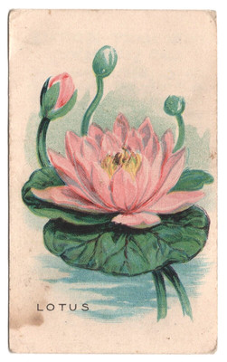 1920s Lotus Flower Card D35 (SMALL) Weber Baking Pulman Bread