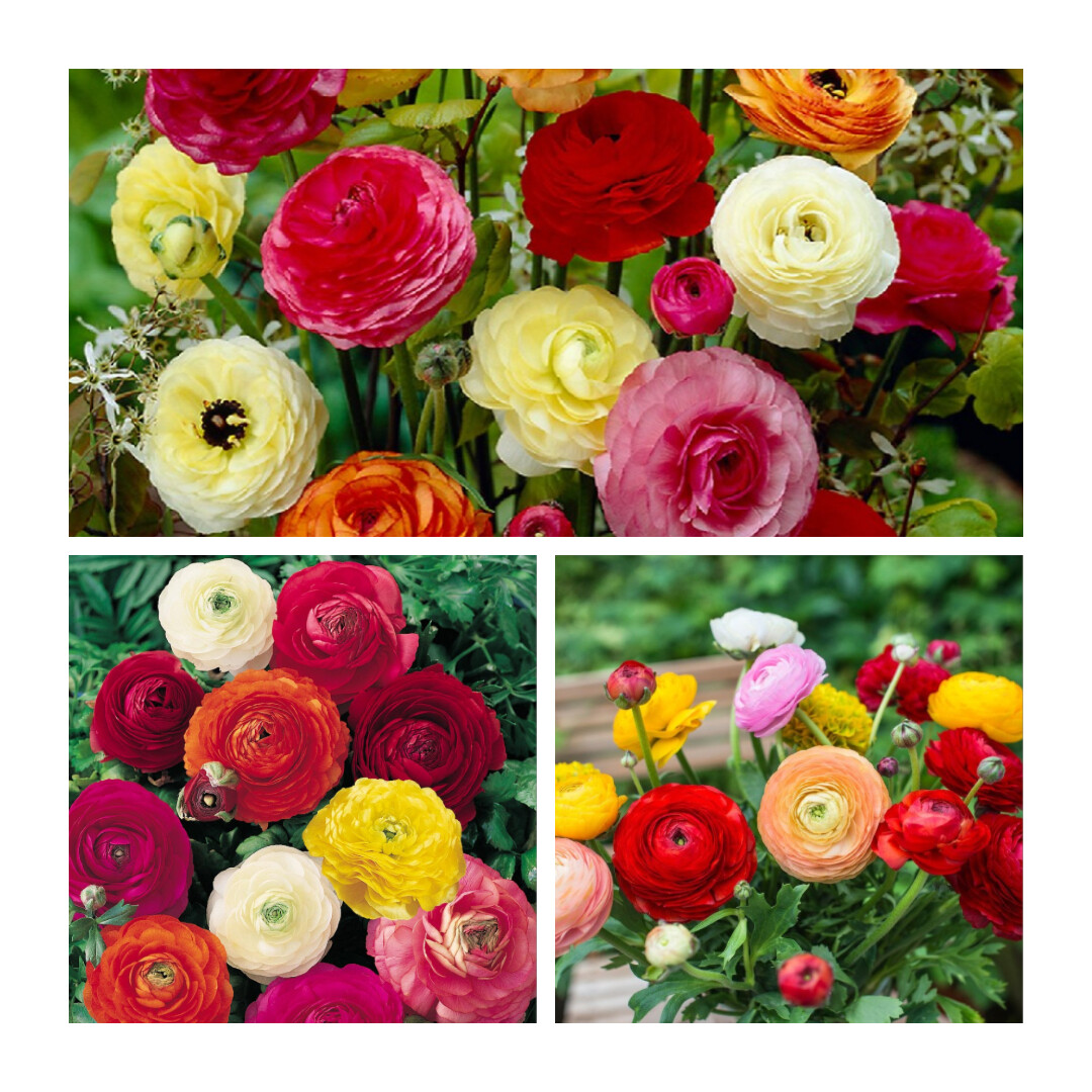 Ranunculus Mixed x 20 Flower Bulbs / Corms. Cheerful & Very Long lasting Flowers