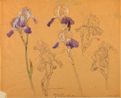 Iris Study Sophia L. Crownfield 1890   Botanical Drawing American Decorative Art