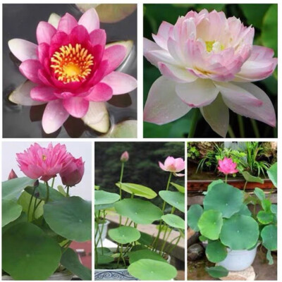 10X Lotus Mix Samen Wasser Nelumbo Lilie Bonsai Blume Nucifera Pflanze 、
