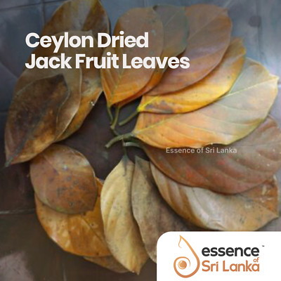  Dried Aquarium Shrimp Organic Jackfruit Leaves Natural Ceylon Bio
