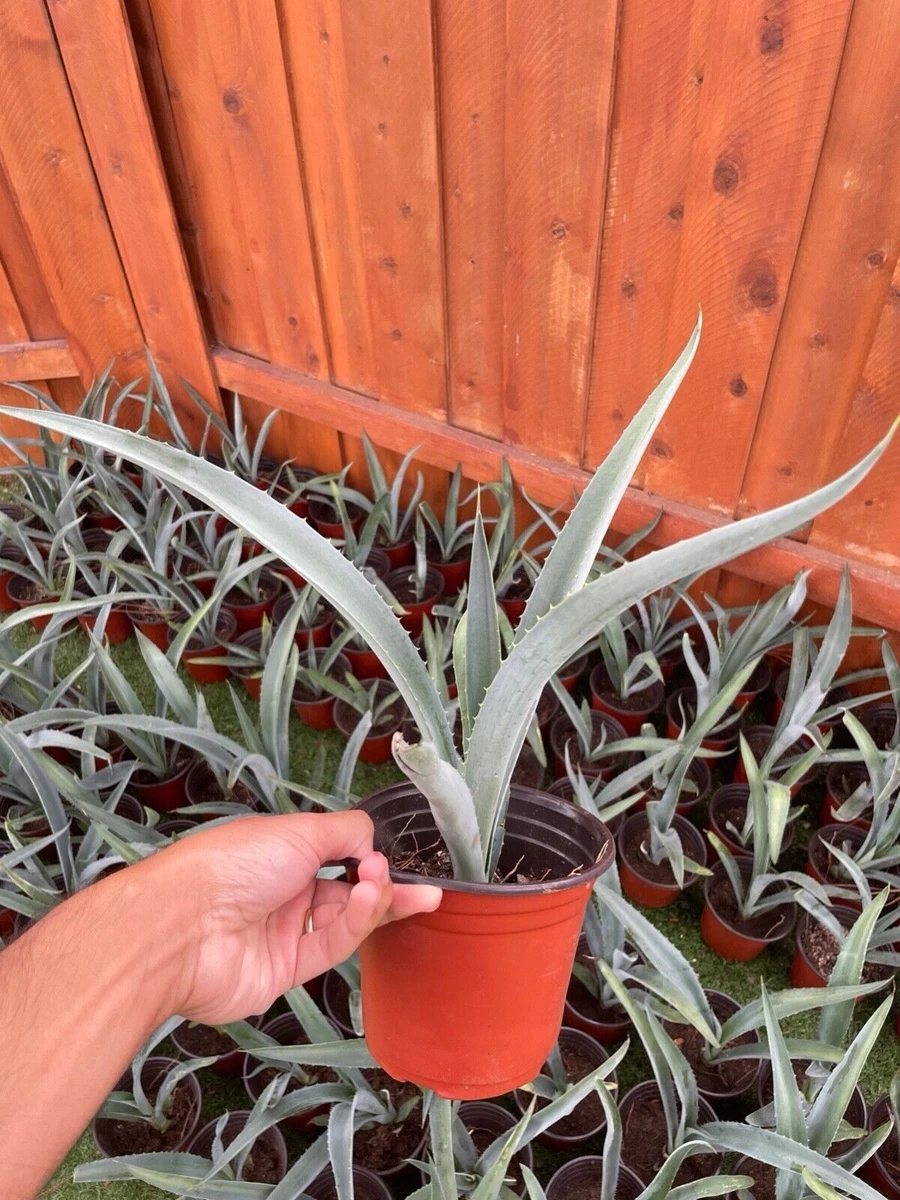 Blue Agave Plant for sale - eBay