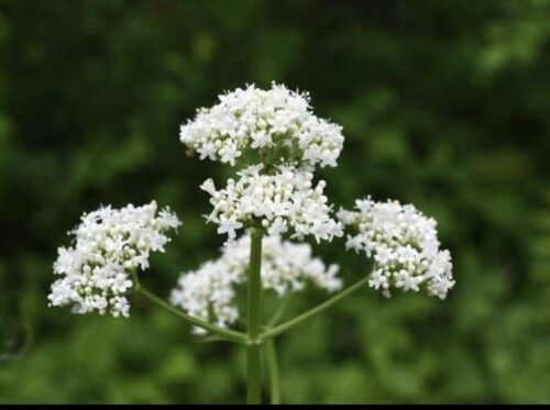 150 Valerian Seeds-Medicinal Plant-NON GMO-Valeriana officinalis - Picture 4 of 4