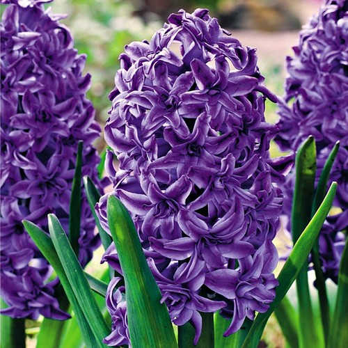 Blumenzwiebeln Zwiebeln Blumen Gefüllte Hyazinthe Lili Purple 1 St ... Blumenzwiebeln Zwiebeln Blumen Gefüllte Hyazinthe Lili Purple 1 St ...