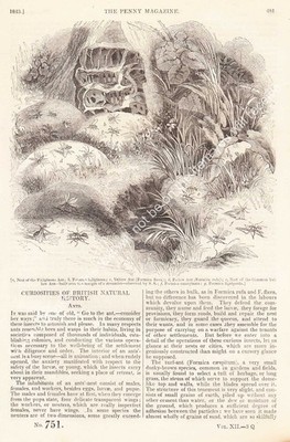 CURIOSITIES OF BRITISH NATURAL HISTORY: ANTS, PART 1; USES OF THE CHESTNUT-TREE;
