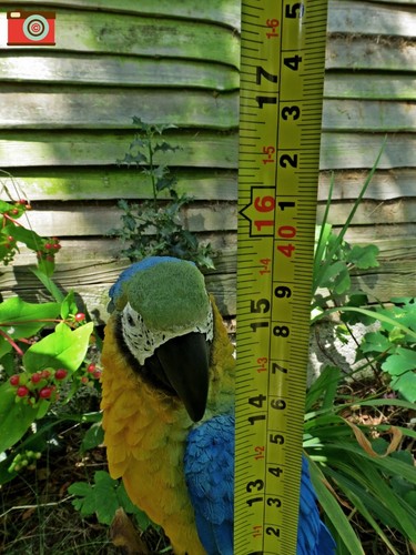 YELLOW MACAW FIGURE. Large & Lovely Realistic Home & Garden Ornament. Vivid Arts - Picture 10 of 10