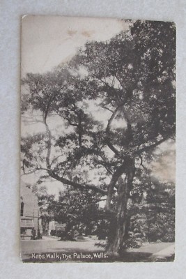 d555 vintage postcard Kens Walk The Palace Wells European ? big tree