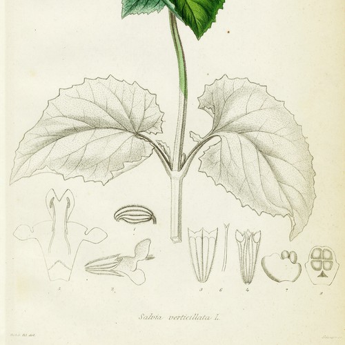 1834 REICHBACH FLORA Incisione colorata a mano, SALVIA VERTICILLATA (salvia lilla) - Foto 5 di 7