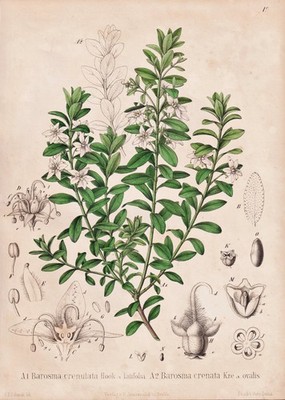 Bukkostrauch Bucco buchu Blume flower Botanik botany Schmidt Lithograph 1860