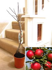 1 Dwarf Fruit Tree in Pot Garden Plant Apple Cherry Plum Pear Peach 2.5- 3FT