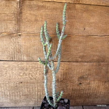 D4725 EUPHORBIA GALGALANA pot10-H39-W11 cm MaMa Cactus