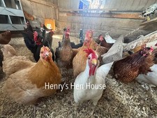 12 Colorful Backyard Mix Hatching Eggs NPIP