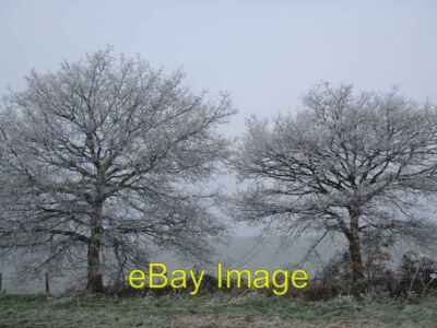 Foto 6x4 Zwei frostige Bäume Burcott\/SP8723 Alle Bäume in der Gegend hatten um 2006