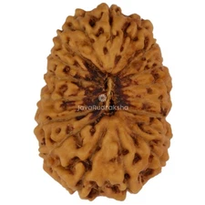 18 Mukhi Rudraksha 17.83 mm Java Bead | Grade A Medium | Genuine Natural Bead