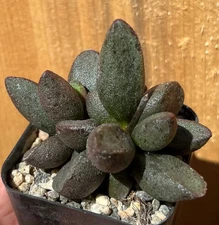 Adromischus marianae hybrid2 Succulent Cactus Plant