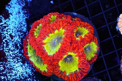 Tropic Fire Blasto Colony WYSIWYG - SAQ Coral Farm