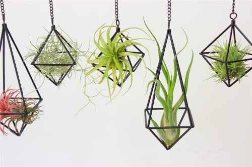 libproqia Hanging Air Plants Holders Geometric Airplant Hangers Rose Gold Tillandsia Holder Metal Pink Himmeli Metal Airfens Planter for Home Décor 4Pcs