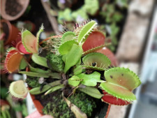 Venus flytrap dionaea muscipula carnivorous 10 seeds original seeds