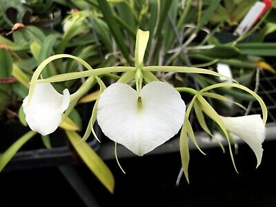 Compact Brassavola Orchid Hybrid B Nodosa X C Alaorii Nice Seedling Nbs Ebay