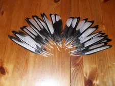 30 MAGPIE WING FEATHERS,NATIVE AMERICAN.FLY TYING,ART&CRAFT,JEWELLERY.MILINERY 