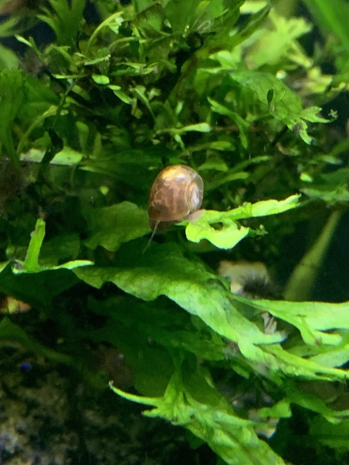 20 + 5 FREE Live Aquarium & Pond Snails Freshwater ( RAMSHORN ) Plus Stems Plant