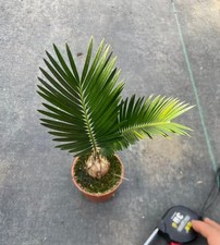 Cycas revoluta Thunb Giardino WYSIWYG Variegato
