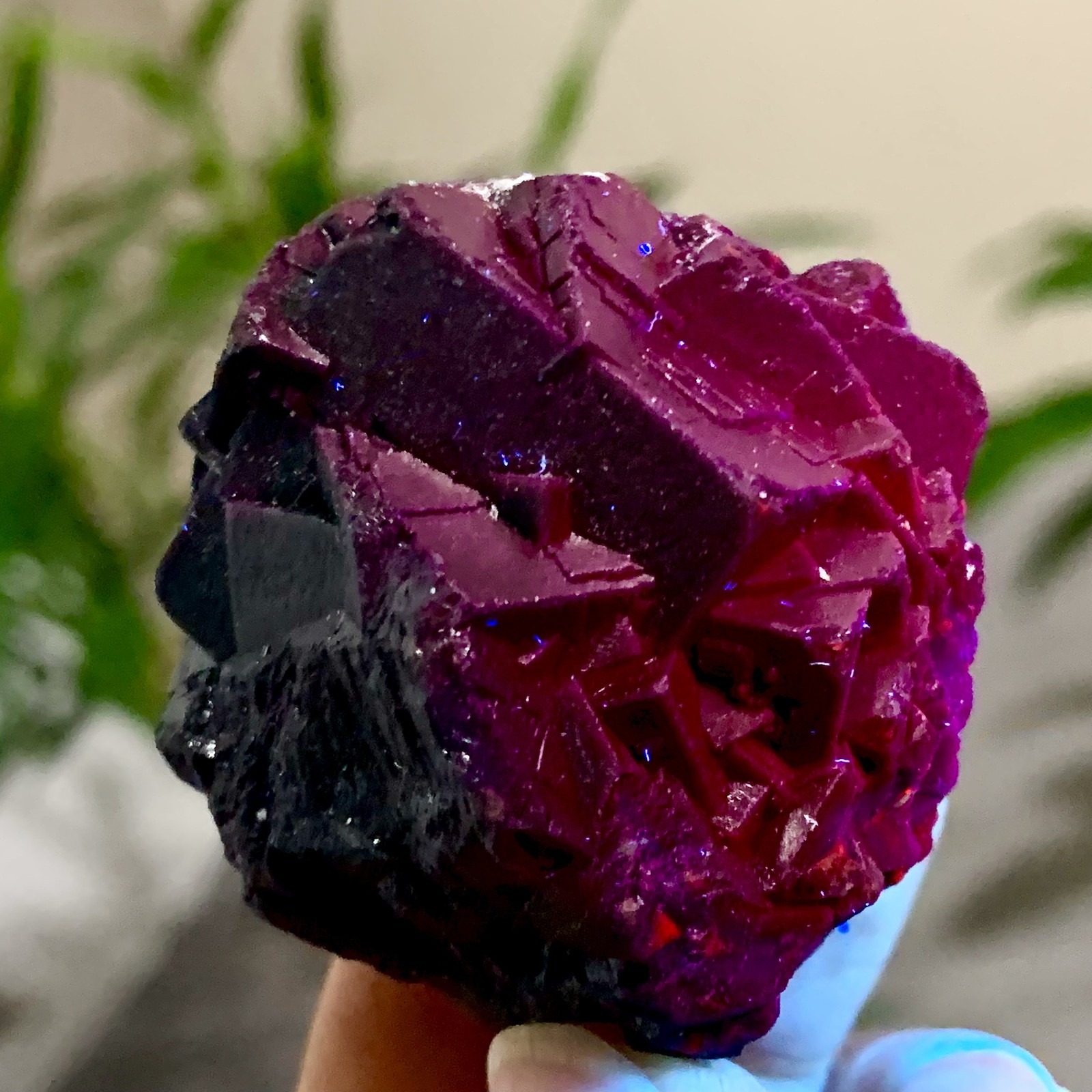 87G Natural black rose fluorescent cube fluorite specimen glow under UV light