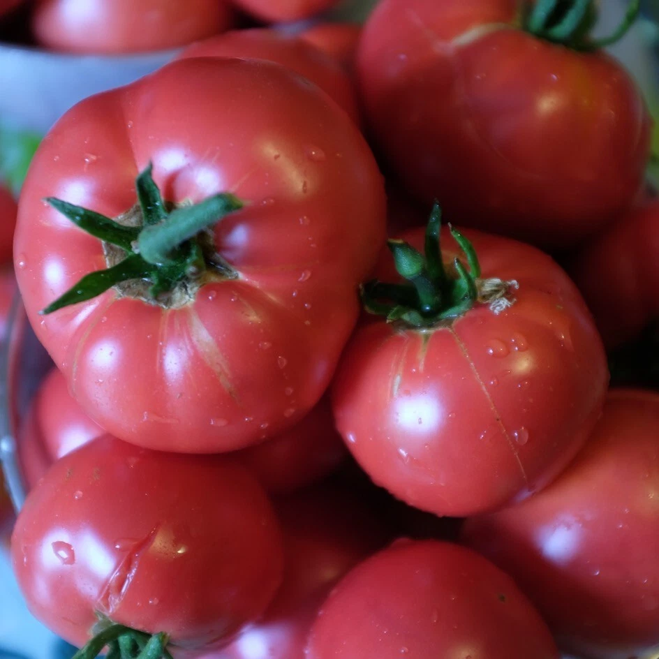 🍅 TOMATE ROSE DE BERNE (BERNER ROSE) 30 Graines | Ancienne Saveur Sucrée