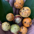 Garcinia sp "Citrus" - 1 YR OLD — photo 3