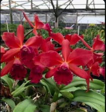 Potinara Love Triangle ‘Doris’ Red Purple Fragrant Mericlone Orchid 2.5” Pot