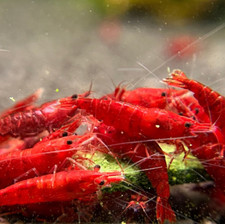 Chlorella Pellet Caridina Neocaridina Cherry Shrimp Food Cuisine